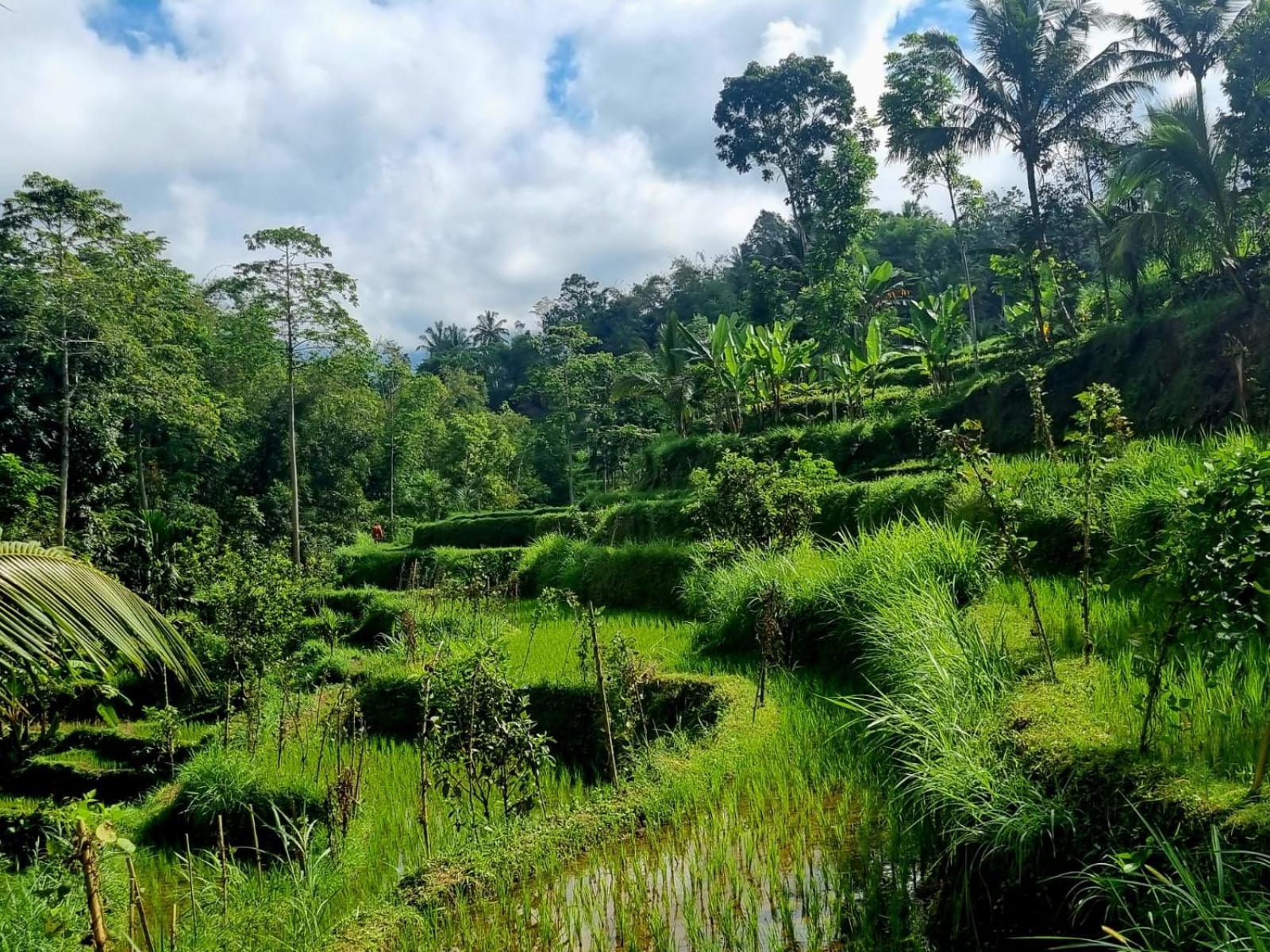 Girang Rinjani Bungalows Tetebatu Room photo